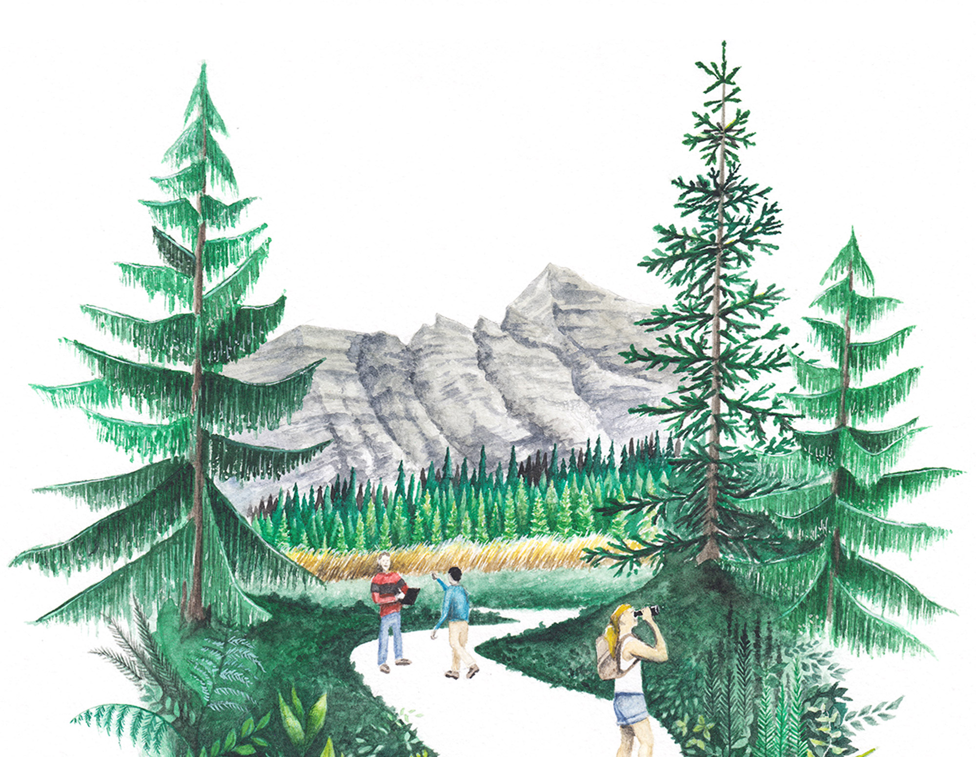 Forest Illustration