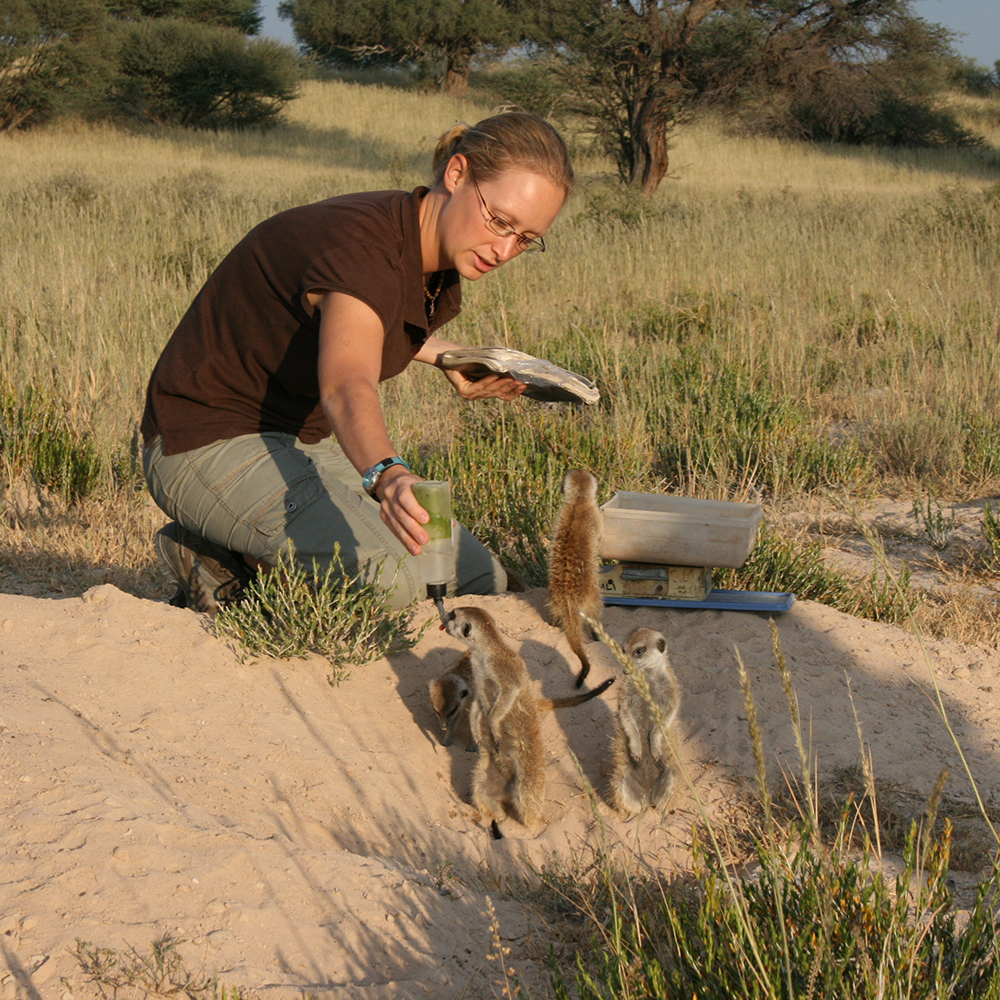 All Earthwatch projects must follow any existing institutional, national, and international standards for working with animals. 