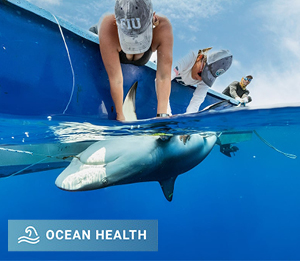 Three people tagging a large lemon shark caught at Gladden Spit.