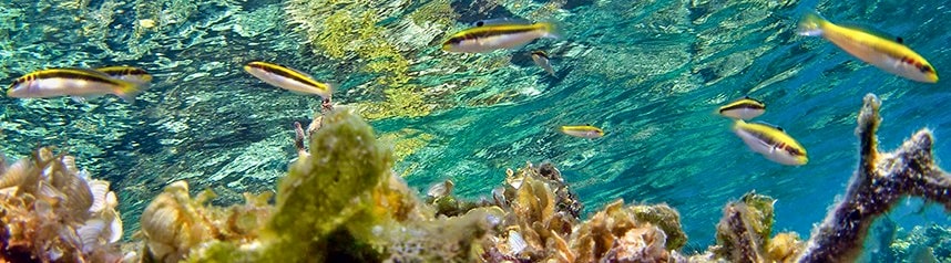 Bluehead wrasse (Thalassoma bifasciatum) in a coral reef in the Atlantic Ocean.