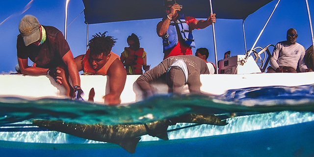 Several people on boat conducting research on a shark.