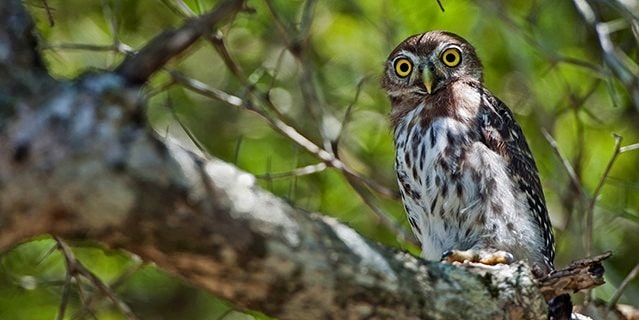 Cuban pygmy owl (Glaucidium siju)