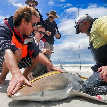 A group of people measuring a shark and collecting that data in Belize.