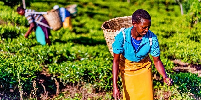 Two women wearing baskets on their back gathering plants. 