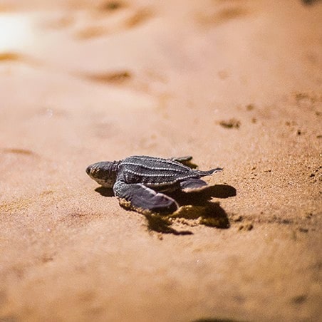 leatherback sea turtle hatchling (Dermochelys coriacea)