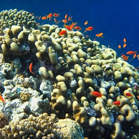 A coral reef in the ocean surrounded by various fish.