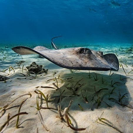 southern stingray (Hypanus americanus)