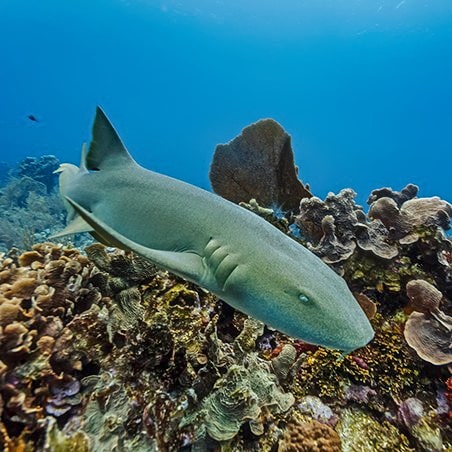 nurse shark (Ginglymostoma cirratum)