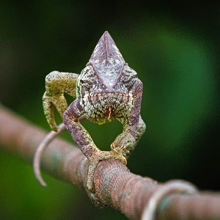 Veiled Chameleon (Chamaeleo calyptratus)