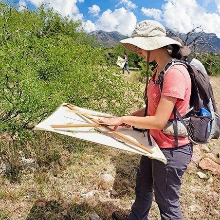 A girl looking for caterpillars on a transect while on Climate Change and Caterpillars.