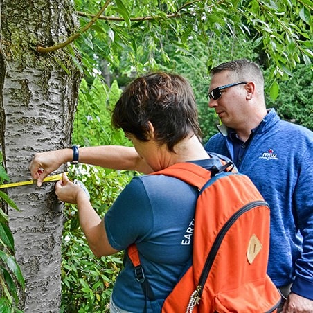 Two men measuring a tree trunk in a forest.