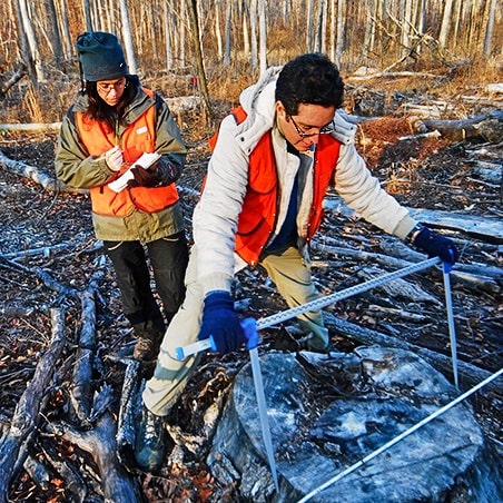 Two people. One person is measuring a tree trunk of a tree that has been cut down, while the other records the data.