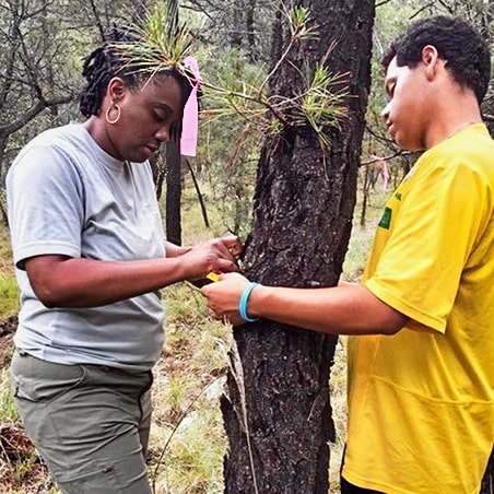 A man and a woman measuring a tree trunk for research purposes.