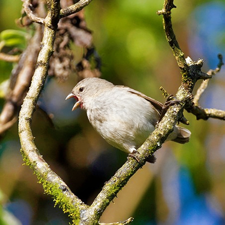 a Green warbler-finch (Certhidea olivacea)