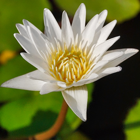 Nymphaea heudelotii is a species of waterlily native to the region spanning from tropical West Africa to Uganda and Botswana.