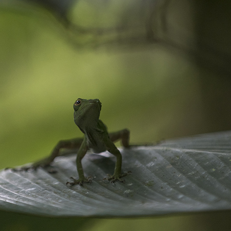 An Anoles (Dactyloidae) on a leaf in Costa Rica (C) Curtis Creager 