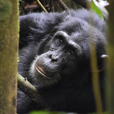 A chimpanzee (Pan troglodytes) lying on the ground peeking between the trees in Uganda (C) Gerda Jansen Hendriks 