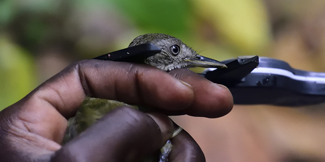 A bird being measured in Uganda (C) Gerda Jansen Hendriks 