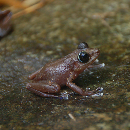 A Siamophryne (Siamophryne troglodytes) on a rock (C) Gerda Jansen Hendriks 