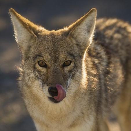 A jackal (Canis aureus) (C) Kurt Moses