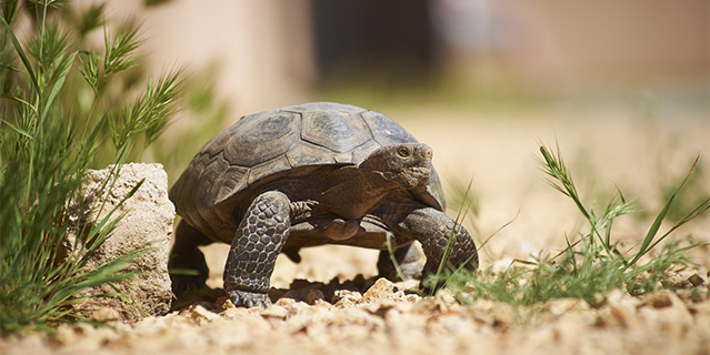 A Gopher tortoise (Gopherus polyphemus) walking through the sand and grass (C) Kurt Moses