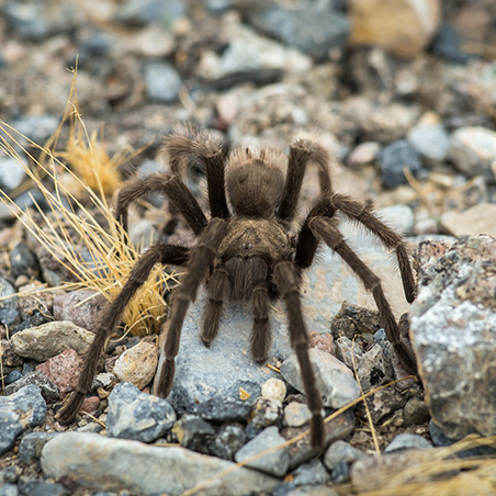 A tarantula (Theraphosidae) walking within the rocks and sand. (C) Kurt Moses