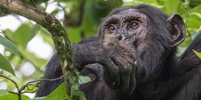 A chimp in a tree in Uganda (C) Mike Bygrave