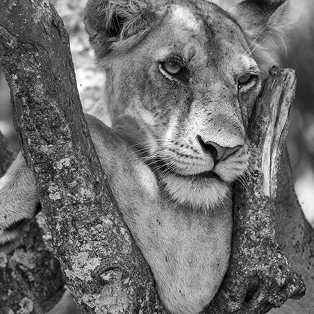 A lion resting in a tree (C) Mike Bygrave