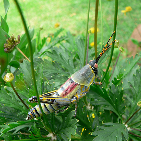 Elegant Grasshopper (Zonocerus elegans) surrounded by grasses and flowers (C) Mary Rowe