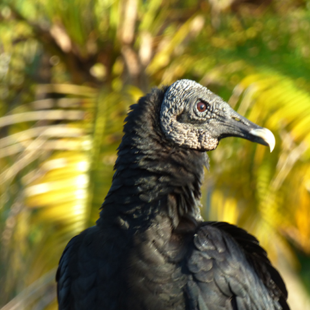 Black vulture (Coragyps atratus) in the foreground with leaves in the background (C) Mary Rowe