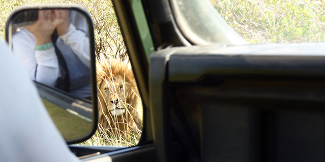 A woman taking a photo of a lion from within a research vehicle. (C) Mary Rowe