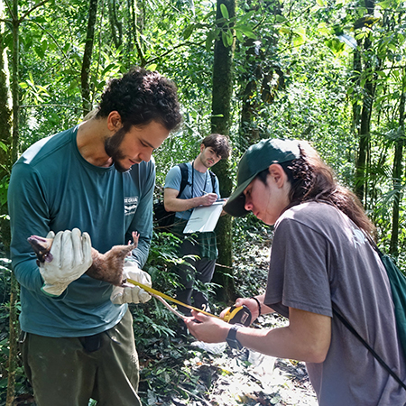 Volunteers work with Dr. Muanis to measure a small mammal and record the data.