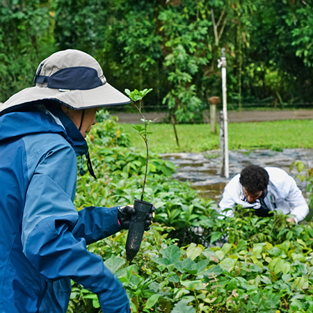 A woman carries a tree seedling, as Dr. Muanis plants tree seedlings in the background (C) Ashley Junger