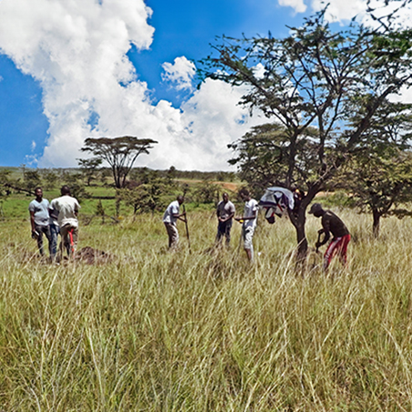 Several men digging a field in Kenya in preparation for replanting.