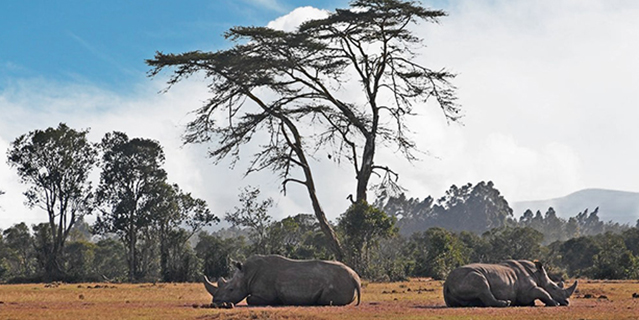 The white rhinoceros (Ceratotherium simum) is the largest extant species of rhinoceros. 