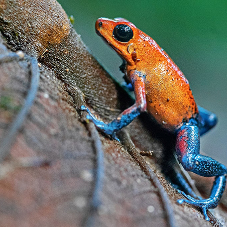 The strawberry poison dart frog (Oophaga pumilio) is also known as the blue jeans poison dart frog.