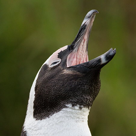 African penguin calling