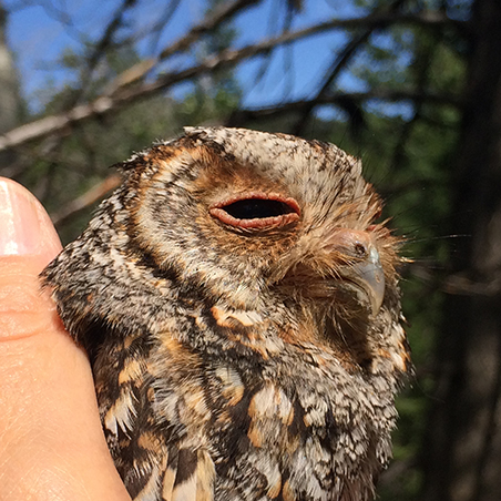 An owl is held in a hand. 