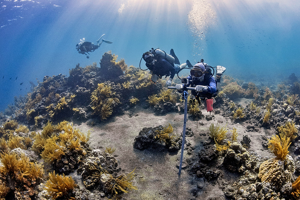 Two participants are scuba diving around an underwater coral reef. The divers are equipped with diving gear, and one holds a camera mounted on a pole, capturing footage of the vibrant marine life (C) Nontji. 