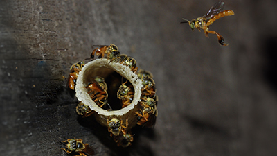  A group of bees gathered around the entrance of their hive on a wooden surface, with one bee in flight approaching the hive. | Earthwatch