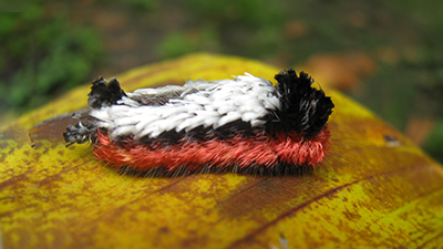 Tarchon felderi (Apatelodidae) in Costa Rica (C) Angela Smilanich. | Earthwatch