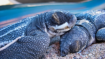 Close-up of two recently hatched Leatherback sea turtles resting on a sandy beach, their textured skin and shells prominently visible. | Earthwatch