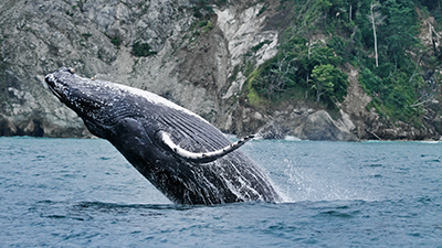 A humpback water breaching in Costa Rica | Earthwatch