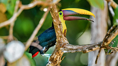 The chestnut-mandibled toucan or Swainson's toucan (Ramphastos ambiguus swainsonii) is a subspecies of the yellow-throated toucan.