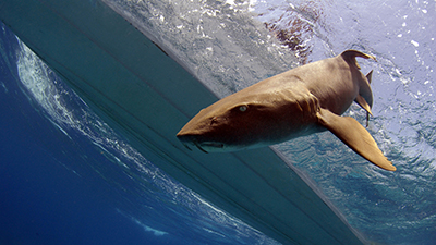 Nurse shark (Ginglymostoma cirratum) (C) Duncan Brake and Jillian Morris