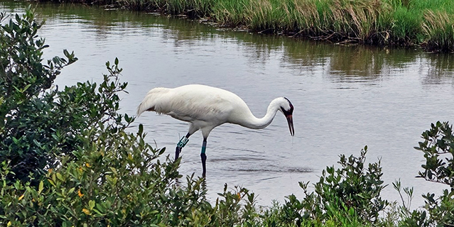 A whooping crane walking through the wetlands in Texas.