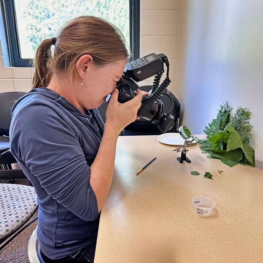 A participants photographing caterpillars and vegetation found in Nevada (C) Savannah Hubbard | Earthwatch