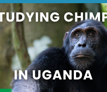 closeup of chimpanzee face with text overlay 'studying chimps in Uganda'