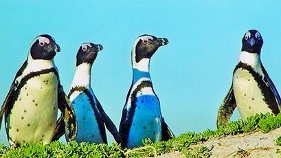 African Penguins (Spheniscus demersus)