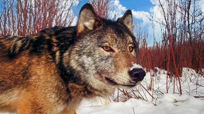 Gray Wolf (Canis lupus)